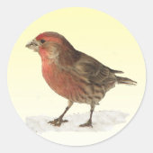 House Finch Runder Aufkleber (Vorderseite)