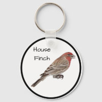 House Finch