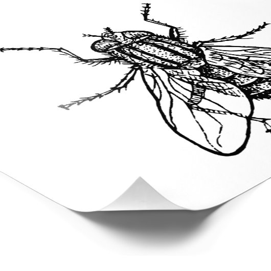 House Fly Fotodruck (Ecke)