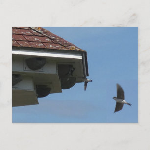 House Martins at Nest Box DIY Postcard Feiertagspostkarte