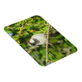 House Sparrow auf Lilac Bush Magnet (Rechte Seite)