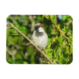 House Sparrow auf Lilac Bush Magnet