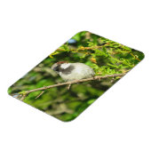 House Sparrow auf Lilac Bush Magnet (Linke Seite)