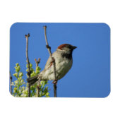 House Sparrow auf Lilacs Magnet (Horizontal)