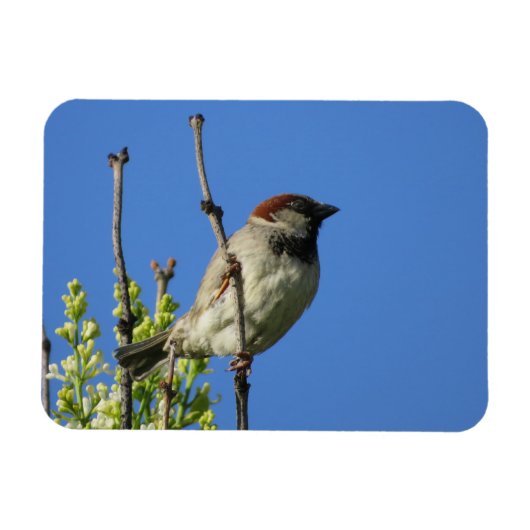House Sparrow auf Lilacs Magnet (Horizontal)