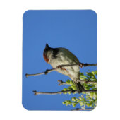 House Sparrow auf Lilacs Magnet (Vertikal)