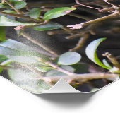 House Sparrow Fotodruck (Ecke)