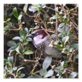 House Sparrow Fotodruck (Vorne)