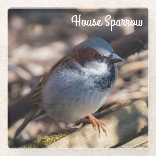House Sparrow Glasuntersetzer (Vorderseite)