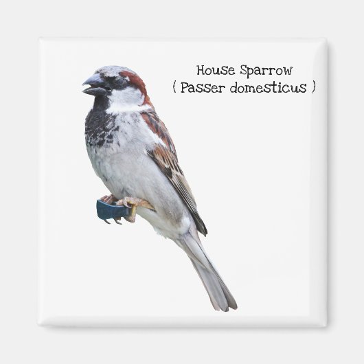 House Sparrow Magnet (Vorne)