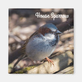 House Sparrow Magnet (Vorne)