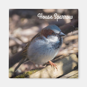 House Sparrow Magnet