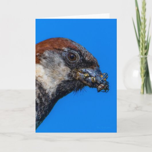 House Sparrow mit Bugs Dankeschön Karte (Vorderseite)