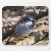 House Sparrow Mousepad (Vorne)