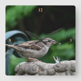 House Sparrow nimmt ein Getränk. Quadratische Wanduhr