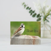 House Sparrow Postkarte (Stehend Vorderseite)