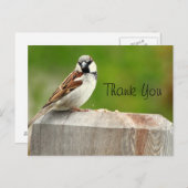 House Sparrow Postkarte (Vorne/Hinten)