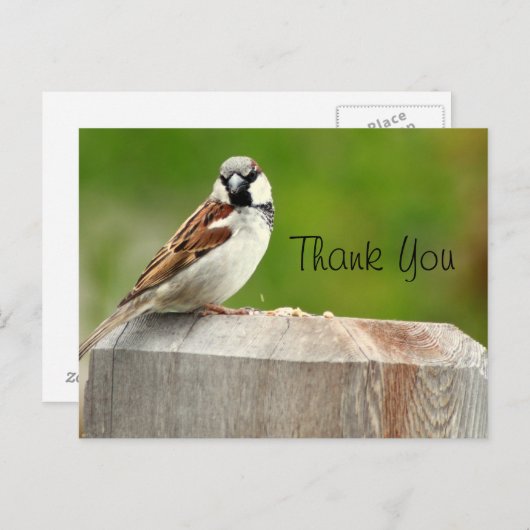 House Sparrow Postkarte (Vorne/Hinten)