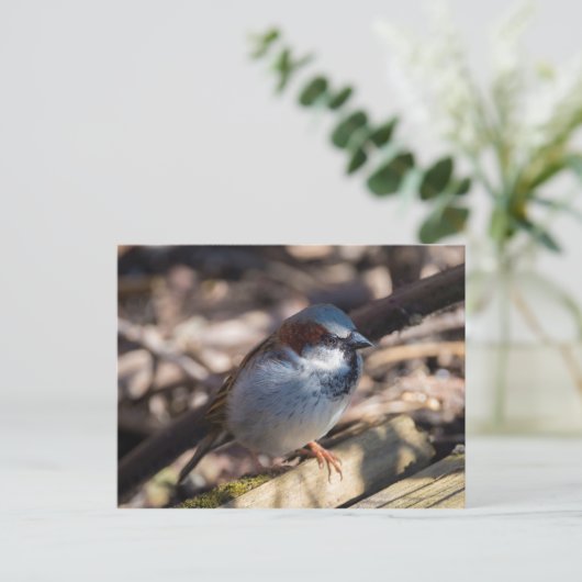 House Sparrow Postkarte (Stehend Vorderseite)