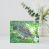 House Sparrow Postkarte (Stehend Vorderseite)
