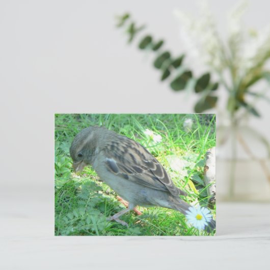 House Sparrow Postkarte (Stehend Vorderseite)