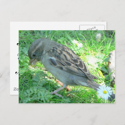 House Sparrow Postkarte (Vorne/Hinten)