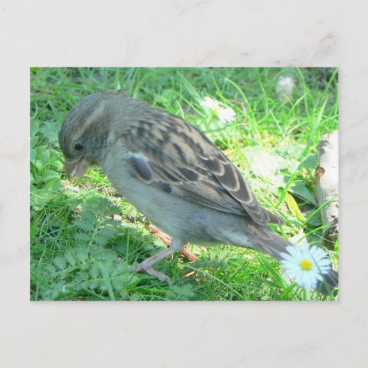 House Sparrow Postkarte (Vorderseite)