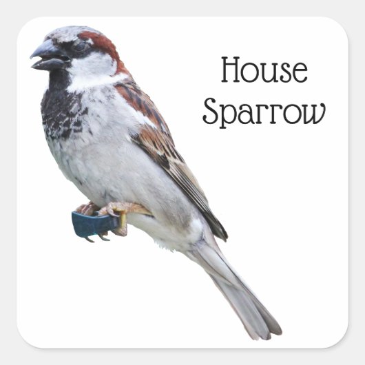 House Sparrow Quadratischer Aufkleber (Vorderseite)