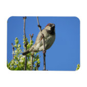 House Sparrow Spring Lilacs Magnet (Horizontal)