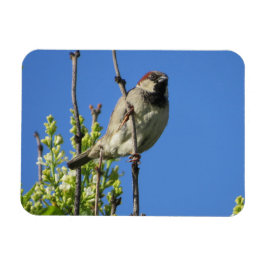 House Sparrow Spring Lilacs Magnet