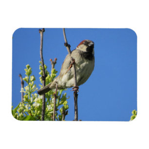 House Sparrow Spring Lilacs Magnet