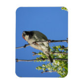 House Sparrow Spring Lilacs Magnet (Vertikal)