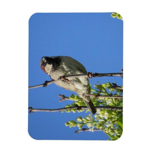 House Sparrow Spring Lilacs Magnet (Vertikal)