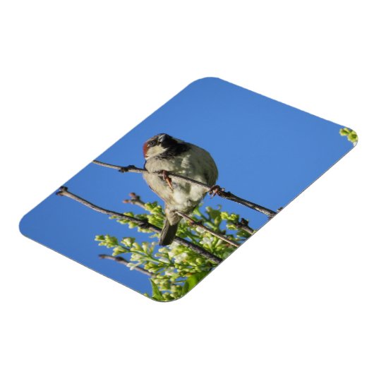 House Sparrow Spring Lilacs Magnet (Linke Seite)