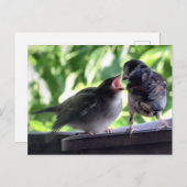 House Sparrow Vater Füttre Teaching Baby Postkarte (Vorne/Hinten)