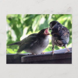 House Sparrow Vater Füttre Teaching Baby Postkarte