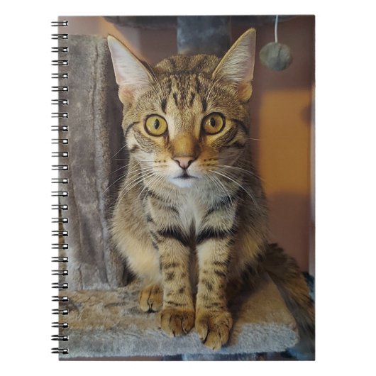 House Tiger Notizblock (Vorderseite)