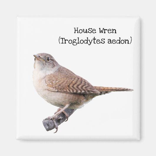 House Wren Magnet (Vorne)