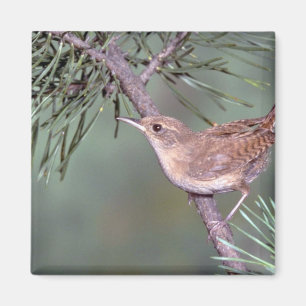 House Wren Magnet