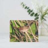 House Wren Postcard Postkarte (Stehend Vorderseite)