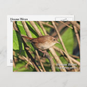 House Wren Postcard Postkarte (Vorne/Hinten)