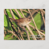 House Wren Postcard Postkarte (Vorderseite)
