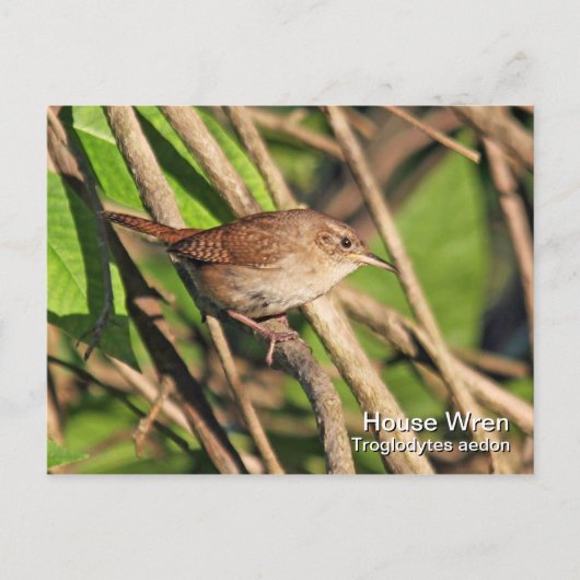 House Wren Postcard Postkarte (Vorderseite)