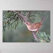 House Wren Poster (Vorne)