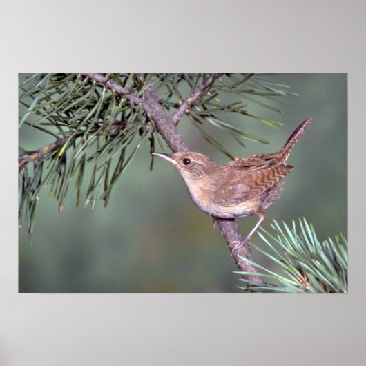 House Wren Poster (Vorne)