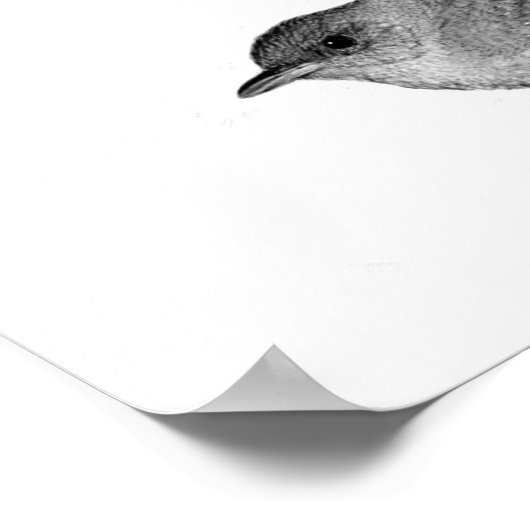 House Wren Poster (Ecke)