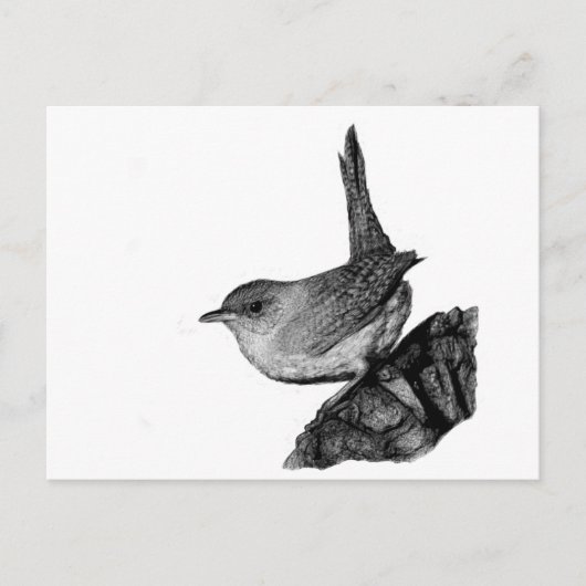 House Wren Postkarte (Vorderseite)