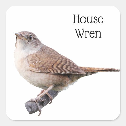 House Wren Quadratischer Aufkleber (Vorderseite)