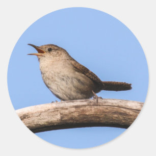 House Wren Runder Aufkleber