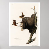 House Wren von Audubon Poster (Vorne)
